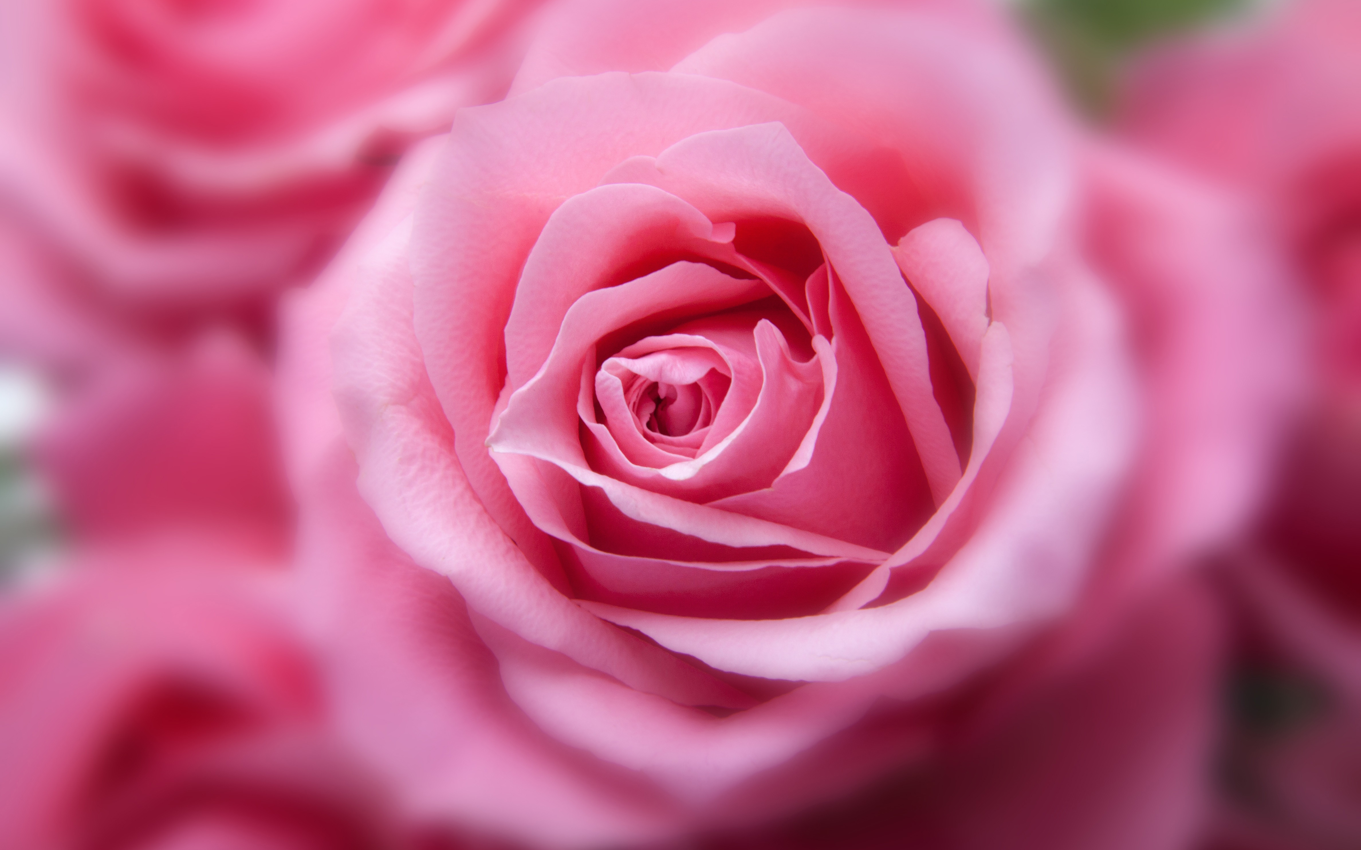 Pink Rose 4K395434501